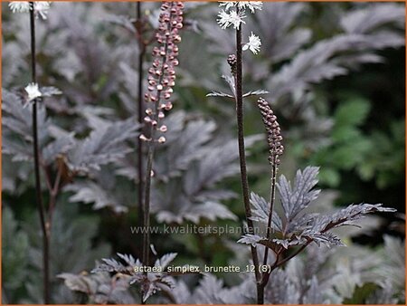 Actaea simplex &#39;Brunette&#39;