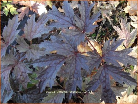Actaea simplex 'Brunette'
