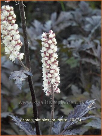 Actaea simplex 'Brunette'