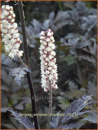 Actaea simplex &#39;Brunette&#39;