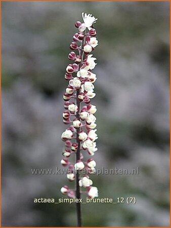 Actaea simplex 'Brunette'
