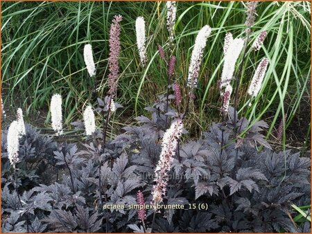 Actaea simplex 'Brunette'