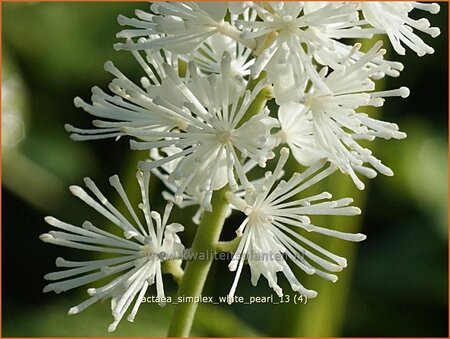 Actaea simplex 'White Pearl'