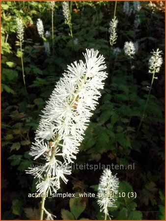 Actaea simplex 'White Pearl'