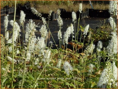 Actaea simplex 'White Pearl'