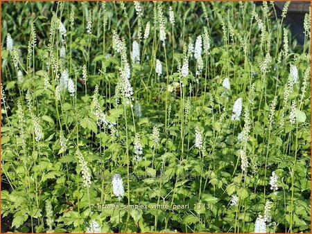 Actaea simplex 'White Pearl'