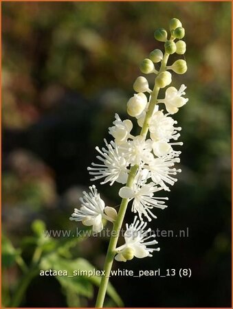 Actaea simplex 'White Pearl'