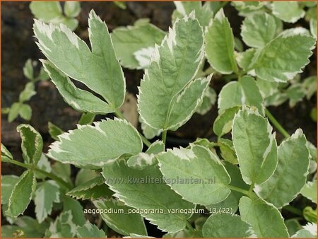 Aegopodium podagraria &#39;Variegatum&#39;