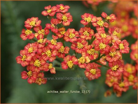 Achillea &#39;Walter Funcke&#39;