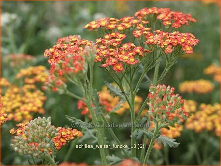 Achillea &#39;Walter Funcke&#39;