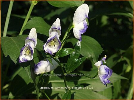 Aconitum cammarum 'Bicolor'