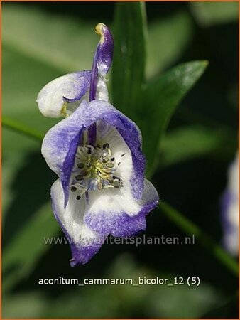 Aconitum cammarum 'Bicolor'