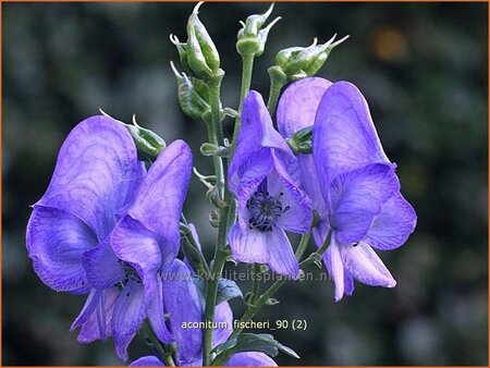 Aconitum fischeri