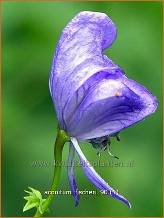 Aconitum fischeri