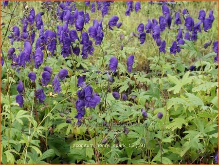 Aconitum henryi &#39;Spark&#39;