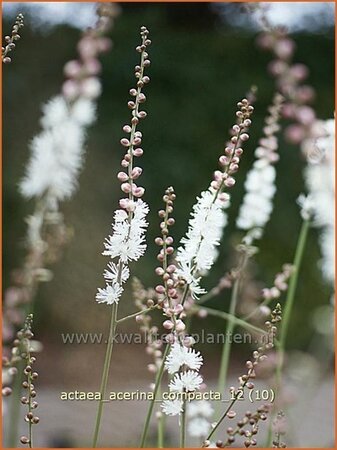 Actaea acerina &#39;Compacta&#39;