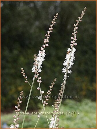 Actaea acerina &#39;Compacta&#39;