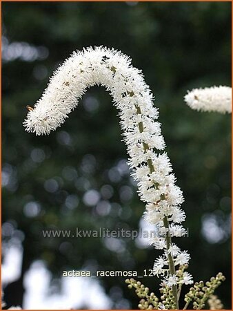 Actaea racemosa