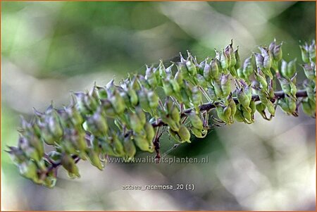 Actaea racemosa