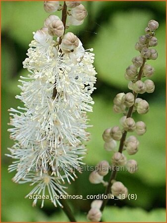 Actaea racemosa cordifolia