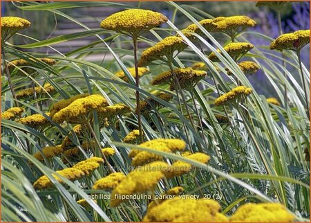 Achillea filipendulina &#39;Parker Variety&#39;