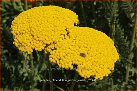 Achillea filipendulina &#39;Parker Variety&#39;