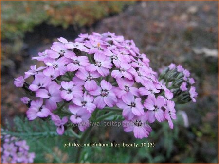 Achillea millefolium &#39;Lilac Beauty&#39;