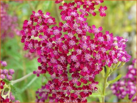 Achillea millefolium &#39;Summerwine&#39;