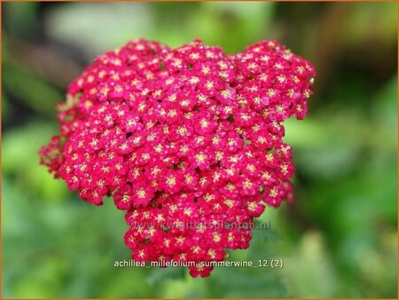 Achillea millefolium &#39;Summerwine&#39;