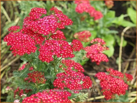 Achillea millefolium &#39;Summerwine&#39;