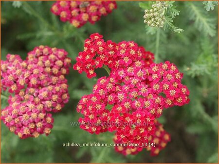 Achillea millefolium &#39;Summerwine&#39;