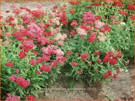 Achillea millefolium &#39;Summerwine&#39;