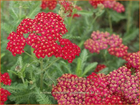 Achillea millefolium &#39;Summerwine&#39;