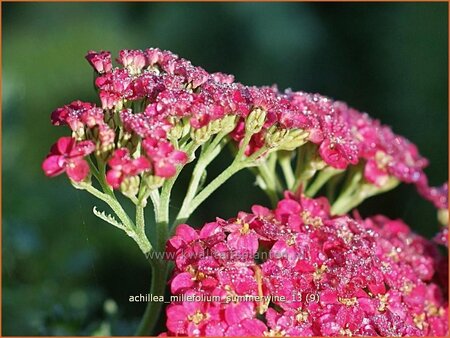 Achillea millefolium &#39;Summerwine&#39;