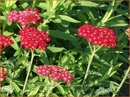 Achillea millefolium &#39;Summerwine&#39;