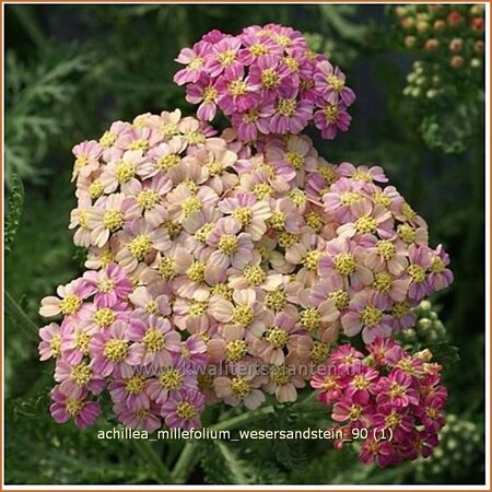 Achillea millefolium &#39;Wesersandstein&#39;