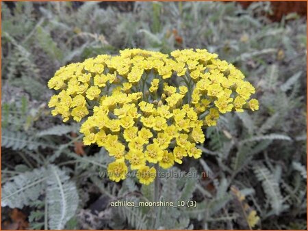 Achillea &#39;Moonshine&#39;