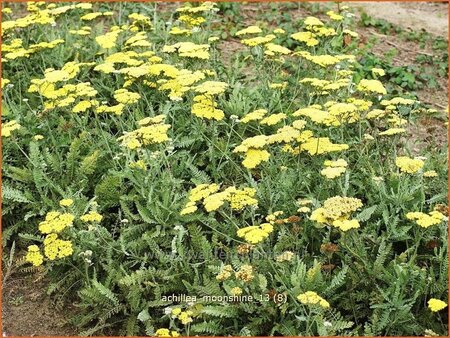 Achillea &#39;Moonshine&#39;