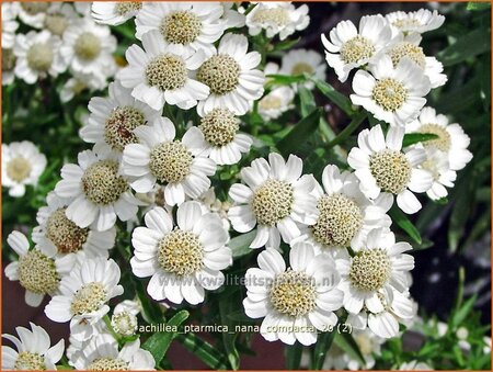 Achillea ptarmica &#39;Nana Compacta&#39;