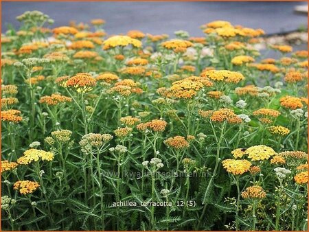 Achillea &#39;Terracotta&#39;