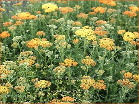 Achillea &#39;Terracotta&#39;