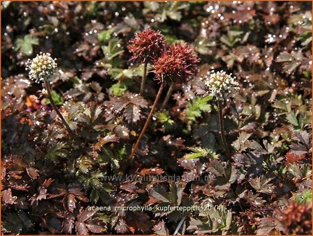 Acaena microphylla &#39;Kupferteppich&#39;