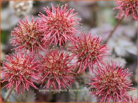 Acaena microphylla &#39;Kupferteppich&#39;