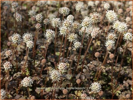 Acaena microphylla &#39;Kupferteppich&#39;