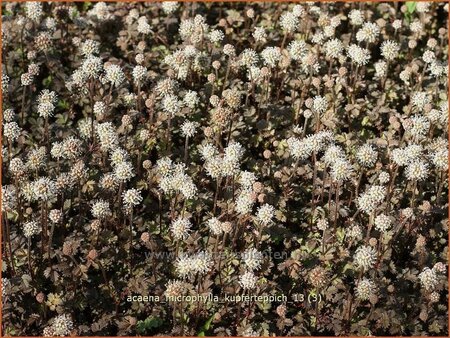 Acaena microphylla &#39;Kupferteppich&#39;