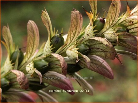 Acanthus hungaricus