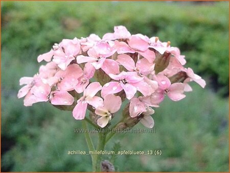 Achillea millefolium &#39;Apfelblüte&#39;