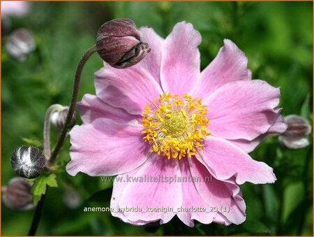 Anemone hybrida &#39;Königin Charlotte&#39;