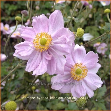 Anemone hybrida &#39;Königin Charlotte&#39;