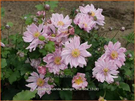 Anemone hybrida &#39;Königin Charlotte&#39;